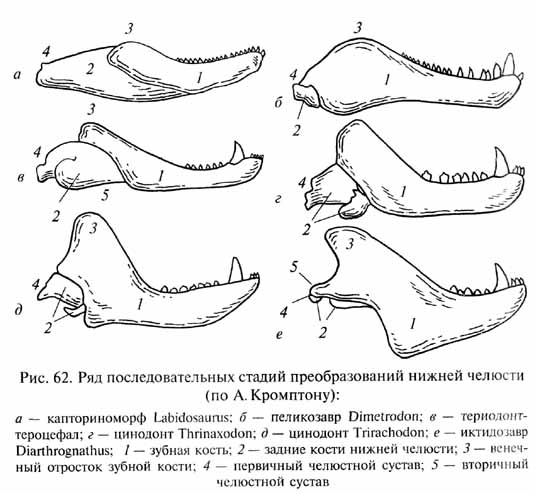 глава 3. мезозойская эра - век рептилий - student2.ru