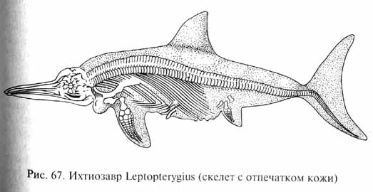 глава 3. мезозойская эра - век рептилий - student2.ru