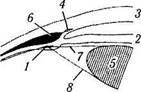 Глава 3. СТРОЕНИЕ ГЛАЗНОГО ЯБЛОКА. Рис. 3.8.29.Топографические особенности ресничного тела: - student2.ru