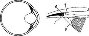 Глава 3. СТРОЕНИЕ ГЛАЗНОГО ЯБЛОКА. Рис. 3.8.29.Топографические особенности ресничного тела: - student2.ru