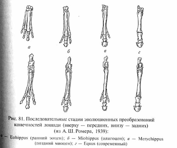 глава 4. кайнозой - век млекопитающих и птиц - student2.ru