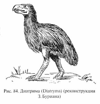 глава 4. кайнозой - век млекопитающих и птиц - student2.ru
