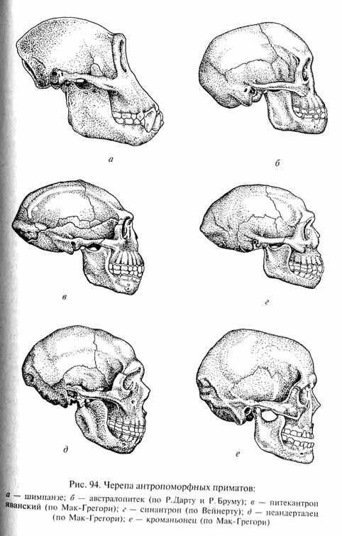 глава 5. происхождение и эволюция человека - student2.ru
