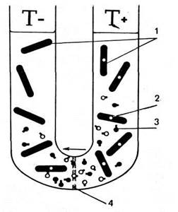 глава ii - student2.ru