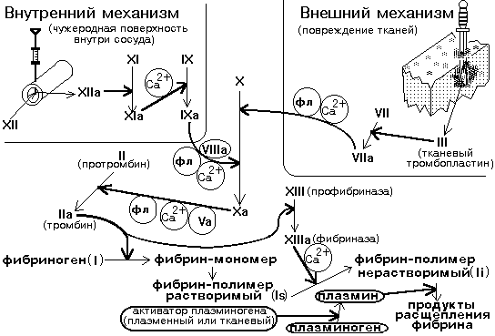 главнейшие протеолитические системы крови - student2.ru