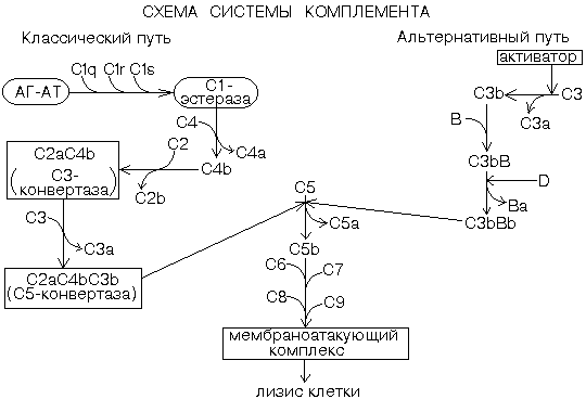 главнейшие протеолитические системы крови - student2.ru