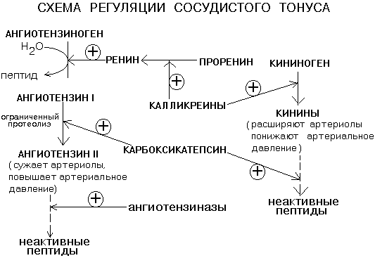 главнейшие протеолитические системы крови - student2.ru