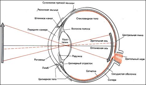 Последовательность названий оптических структур глаза. Строение глаза и Зрительная ось. Схема хода лучей в глазном яблоке. Зрительная ось глазного яблока. Преломляющие среды глазного яблока анатомия.