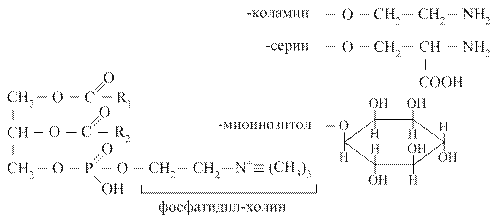Глицерофосфолипиды (ФЛ) - student2.ru