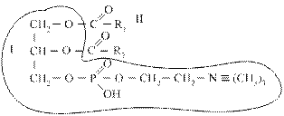 Глицерофосфолипиды (ФЛ) - student2.ru