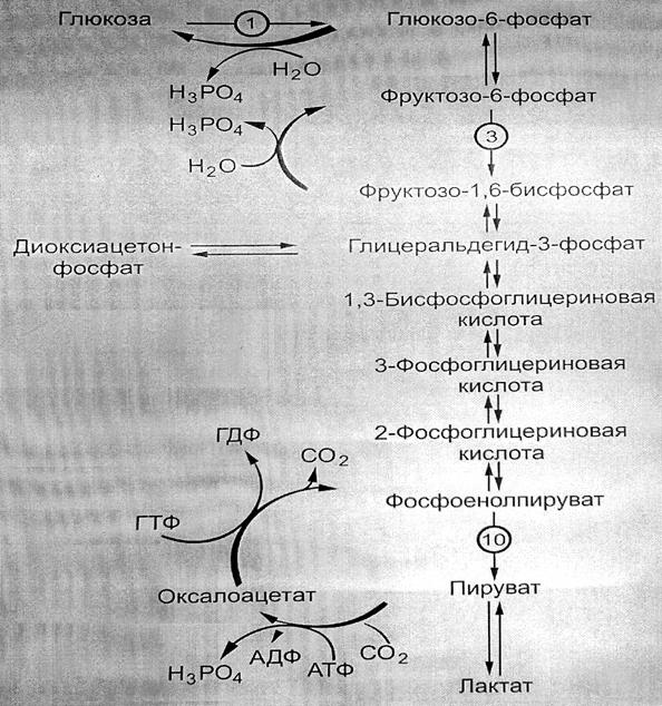 Гликогенолиз, глюконеогенез и гликолиз. - student2.ru