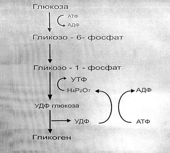 Гликогенолиз, глюконеогенез и гликолиз. - student2.ru