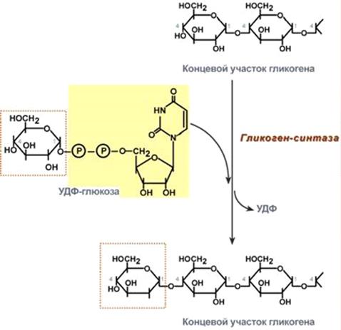 Гликогенолиз и гликогеногенез - student2.ru