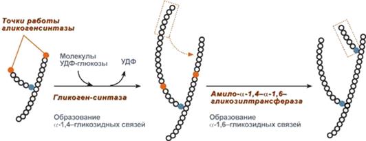 Гликогенолиз и гликогеногенез - student2.ru