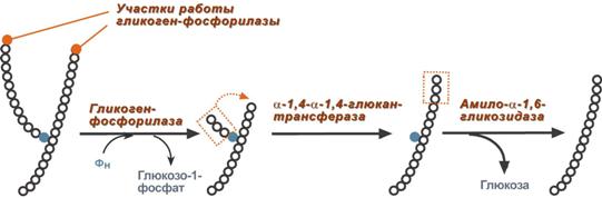 Гликогенолиз и гликогеногенез - student2.ru