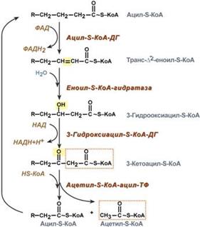 Гликолиз. Р-ции. Регуляция - student2.ru