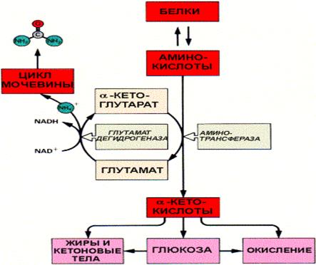 Глутаматергическая система - student2.ru