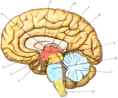 головной мозг. общие сведения о головном мозге - student2.ru