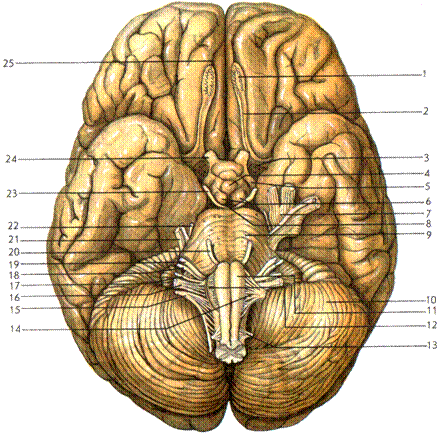 Черепные нервы на основании головного мозга. Основание головного мозга и места выхода Корешков черепных нервов. Черепные нервы нижняя поверхность головного мозга. Нижняя поверхность головного мозга анатомия. Мозг снизу