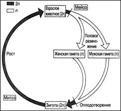 Гомологичные хромосомы и аллели генов - student2.ru