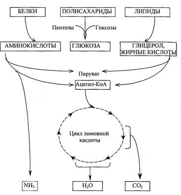 Гормоны коры надпочечников - student2.ru