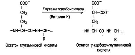 Гормоны, регулирующие обмен белков, жиров, углеводов - student2.ru