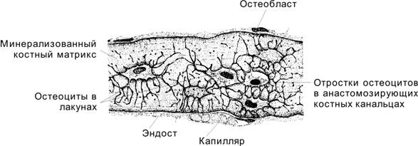 Грубоволокнистая (ретикулофиброзная) костная ткань - student2.ru