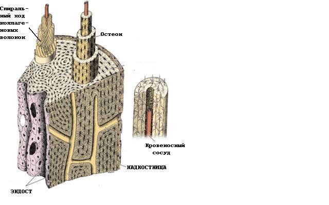 Грубоволокнистая (ретикулофиброзная) костная ткань - student2.ru