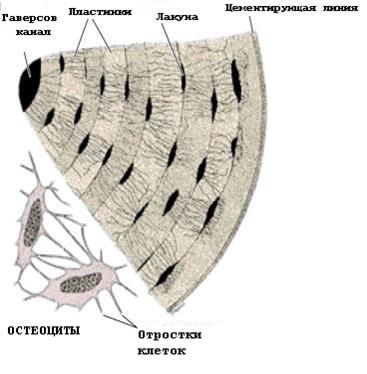 Грубоволокнистая (ретикулофиброзная) костная ткань - student2.ru