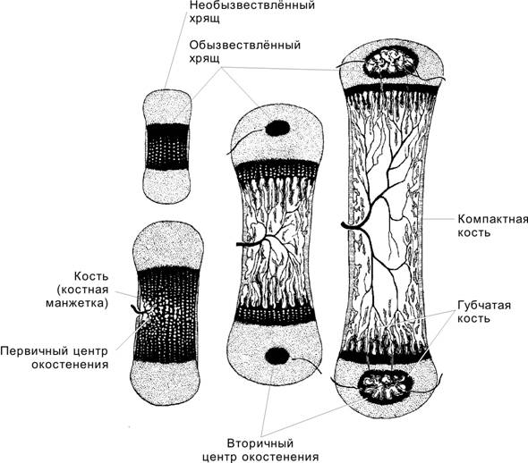 Грубоволокнистая (ретикулофиброзная) костная ткань - student2.ru