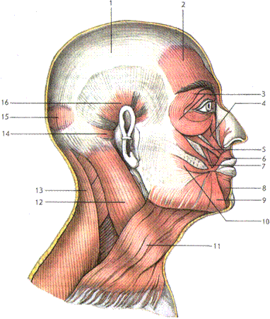 группы мышц тела человека. мышцы головы и туловища - student2.ru