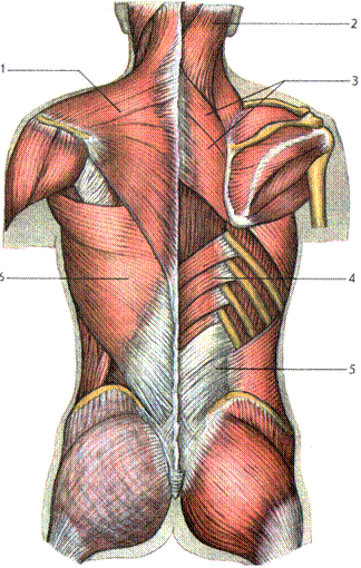 группы мышц тела человека. мышцы головы и туловища - student2.ru