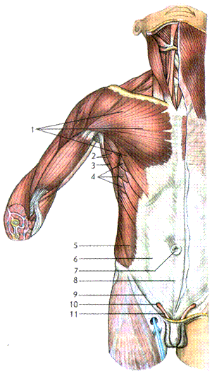 группы мышц тела человека. мышцы головы и туловища - student2.ru