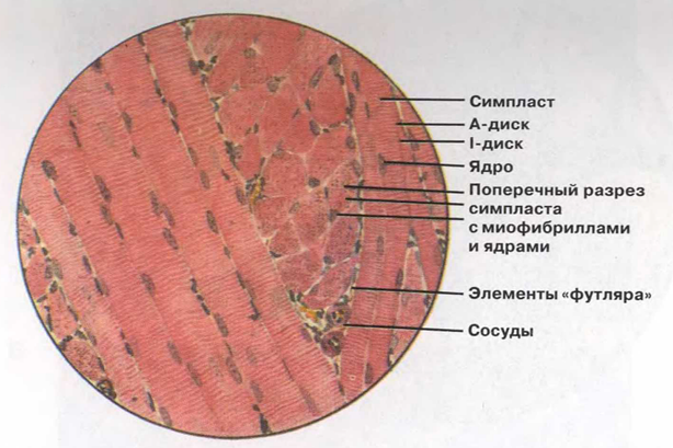 группы соединительных тканей - student2.ru