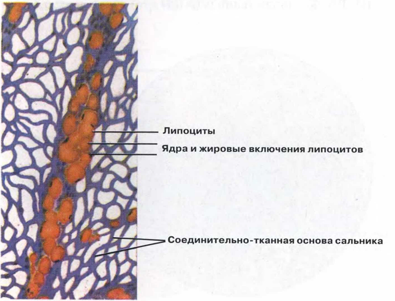 группы соединительных тканей - student2.ru