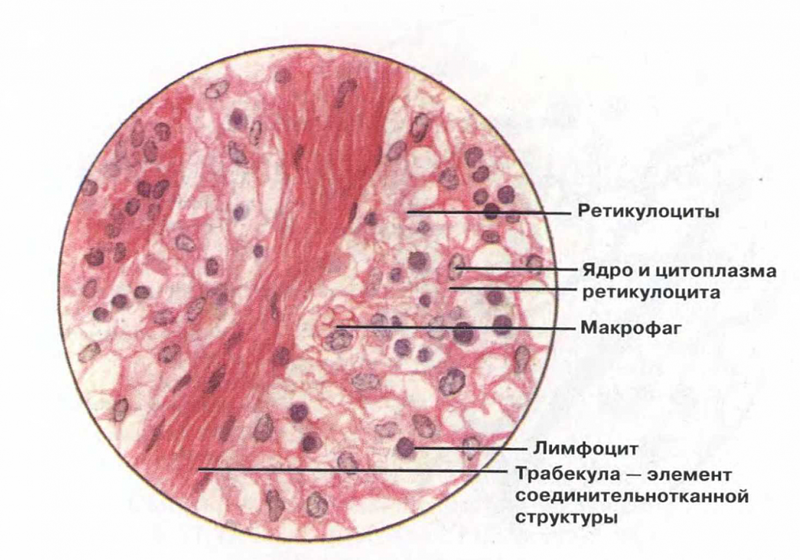 группы соединительных тканей - student2.ru