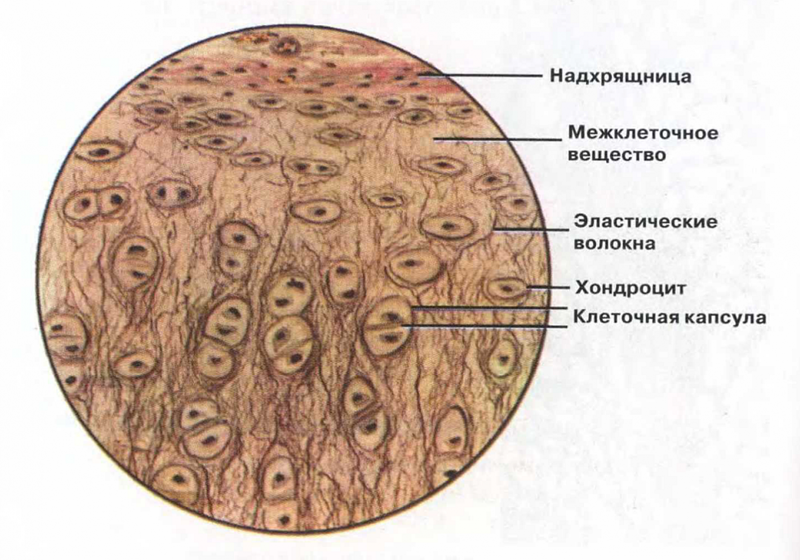 группы соединительных тканей - student2.ru