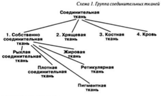 группы соединительных тканей - student2.ru