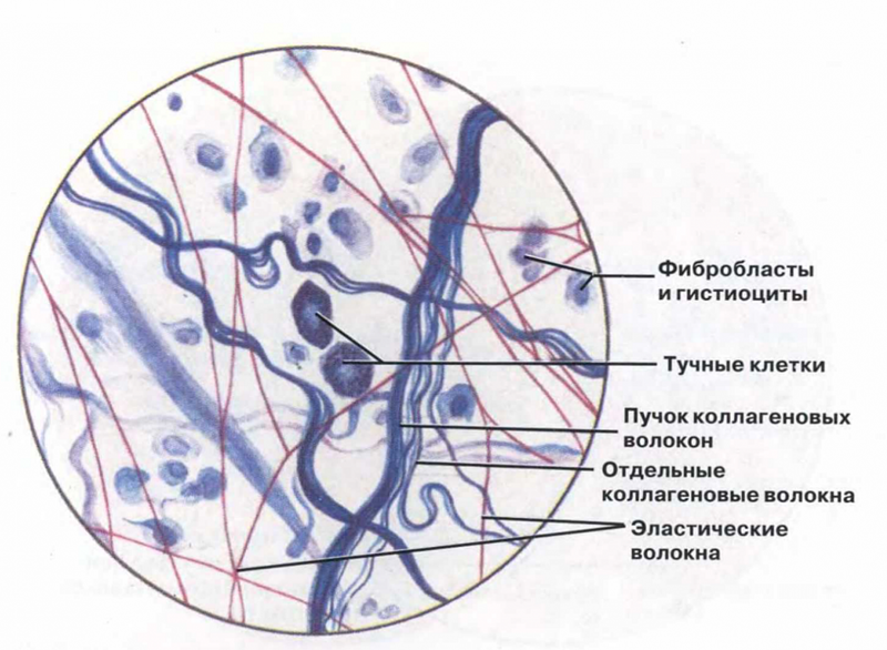 группы соединительных тканей - student2.ru