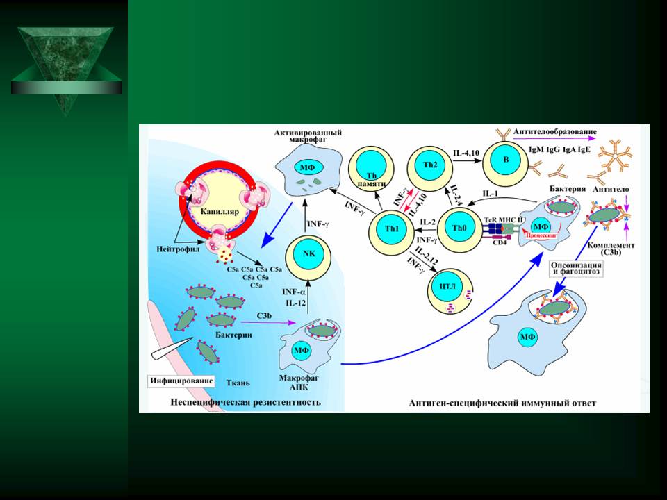 гуморальный иммунный ответ - student2.ru
