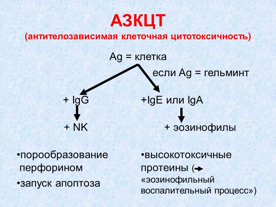 гуморальный иммунный ответ - student2.ru