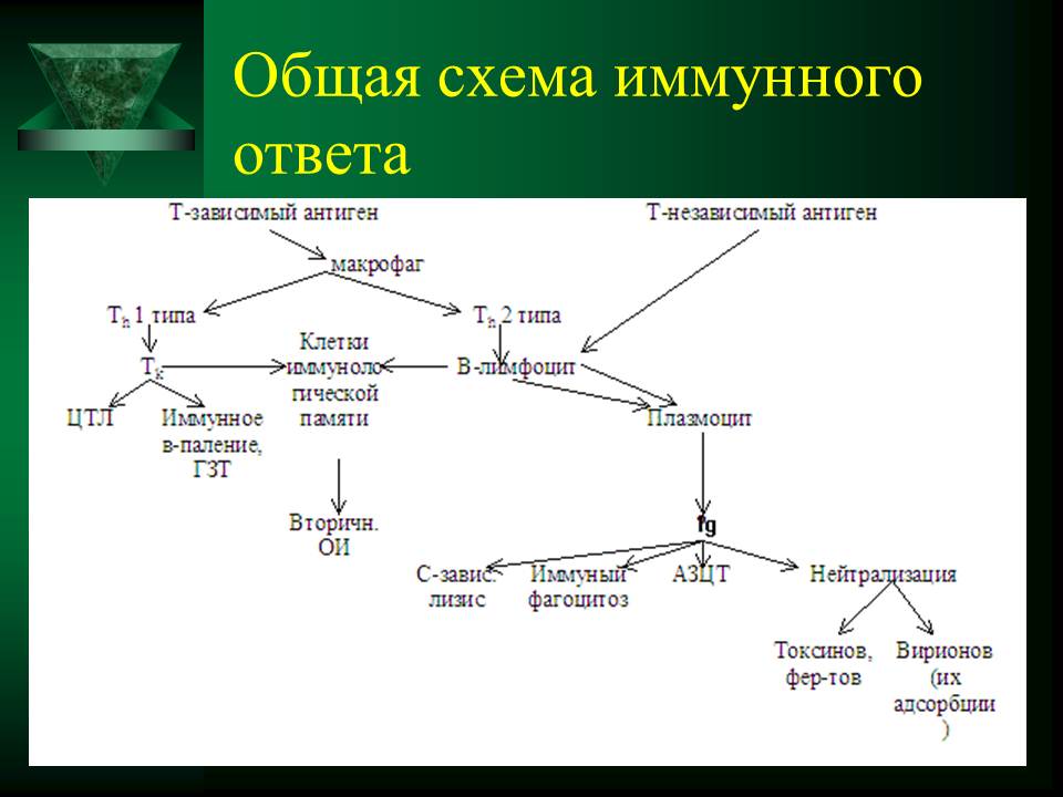 гуморальный иммунный ответ - student2.ru