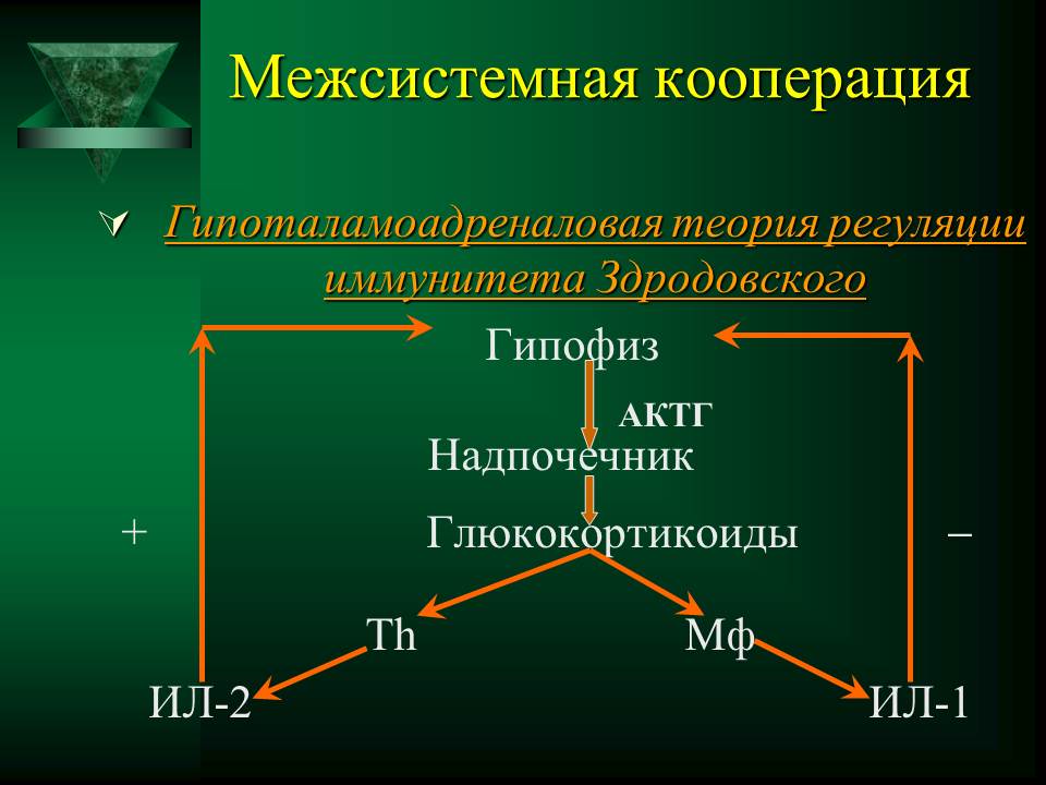 гуморальный иммунный ответ - student2.ru