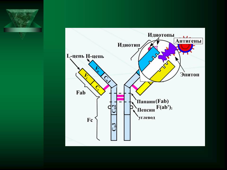 гуморальный иммунный ответ - student2.ru