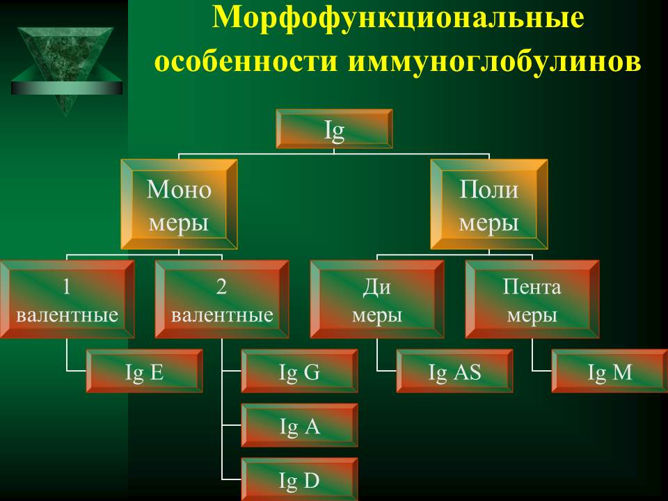 гуморальный иммунный ответ - student2.ru