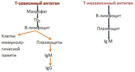 гуморальный иммунный ответ - student2.ru