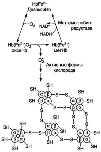Hарушения метаболизма эритроцитов - student2.ru