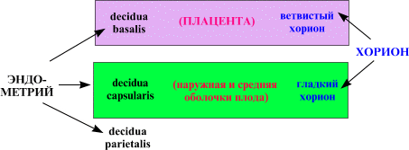 I. Decidua basalis, или основная децидуальная оболочка - student2.ru
