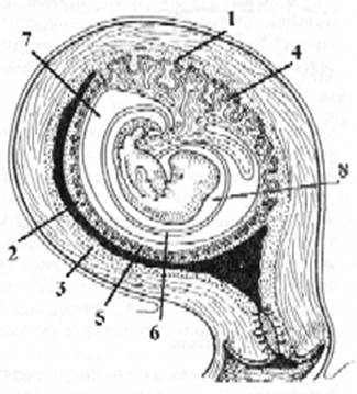 I. Decidua basalis, или основная децидуальная оболочка - student2.ru