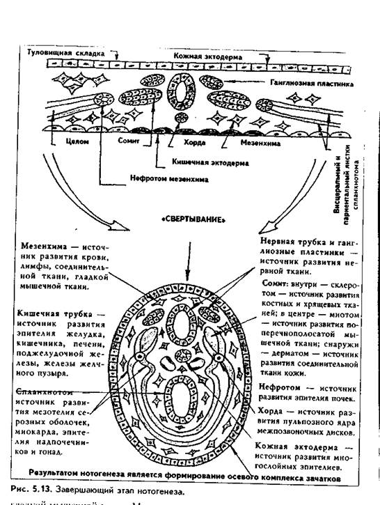 и образование осевого комплекса зачатков - student2.ru